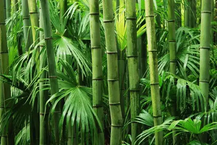Daun bambu