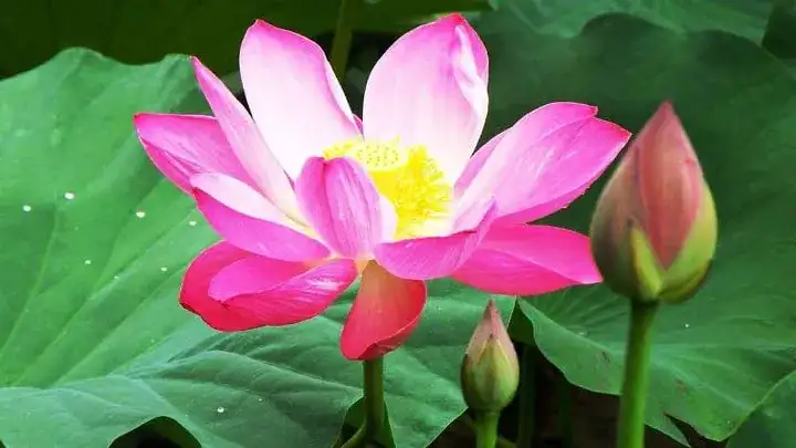 Berikut 5 Manfaat Bunga Teratai Bagi Kesehatan yang Wajib Diketahui!