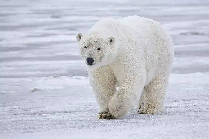 Fakta Menarik Hewan Beruang Kutub