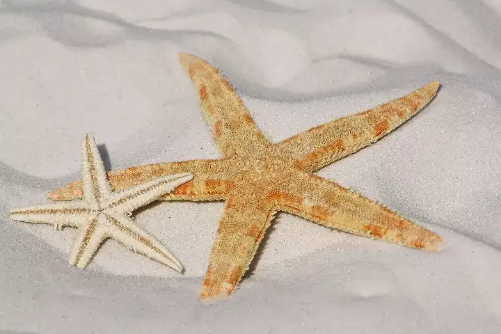 Fakta Menarik Hewan Bintang Laut