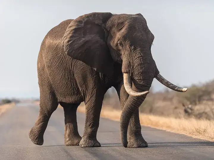 Fakta Menarik Hewan Gajah