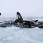 Hewan Kutub Utara