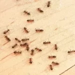 Cara Mengusir Kerumunan Semut di Rumah