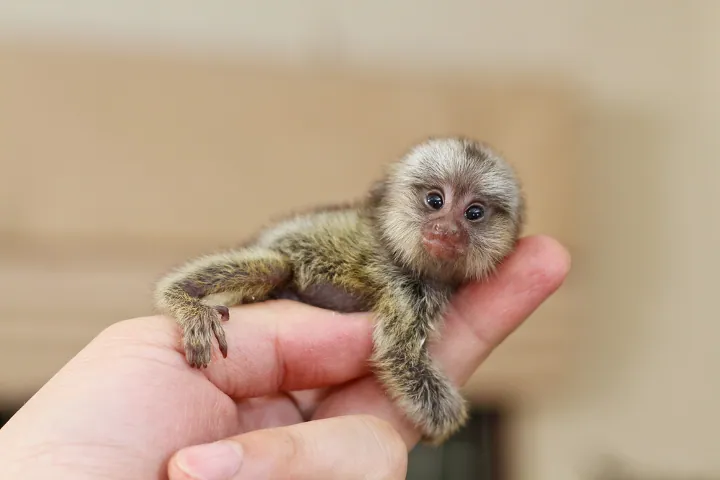 Smallest Monkey: Pygmy Marmoset