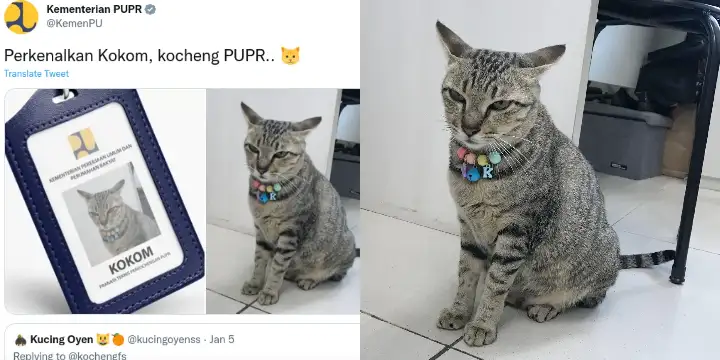 Kokom Kucing Viral