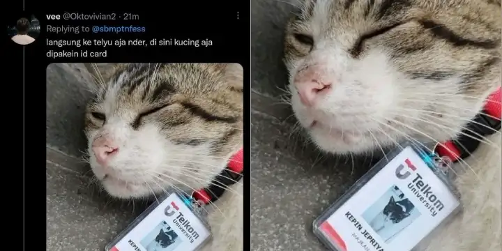 Kokom Kucing Viral Kucing Bernama Kepin Jepriyadi